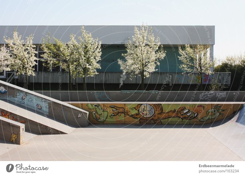 Die Ruhe vor dem Sturm Frühling Sommer Sportpark ruhig Baum Einsamkeit Wärme Skateboarding Blüte Beton Funsport Spielen