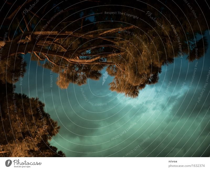 nachthimmel Himmel Wolken Nachthimmel Frühling Pflanze Baum Blatt Grünpflanze Holz beobachten glänzend leuchten schlafen träumen dunkel Unendlichkeit blau grün