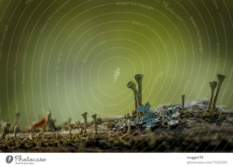 Trichterflechten Umwelt Natur Pflanze Frühling Sommer Herbst Flechten Wald Urwald Moor Sumpf ästhetisch dünn einfach exotisch natürlich trocken braun gelb grün
