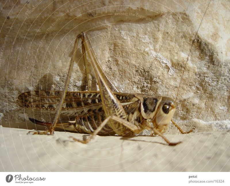 Was sitzt den da? Mauer Fühler krabbeln hüpfen Sommer Stein Felsen Heuschreck Auge Beine