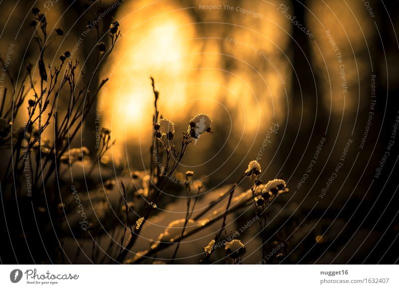 ein schöner Winterabend Natur Pflanze Sonnenlicht Wetter Schönes Wetter Schnee Sträucher Garten Park Wald Erholung ästhetisch dunkel kalt natürlich braun orange