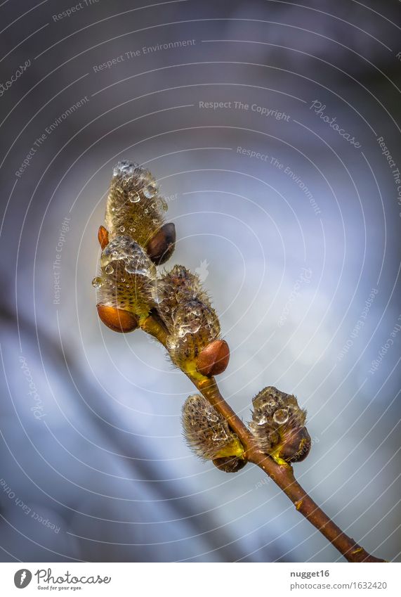 der Frühling kann kommen Umwelt Natur Pflanze Wasser Wassertropfen Winter Regen Schnee Baum Wildpflanze Weide Garten Park Wald ästhetisch dunkel einfach frisch