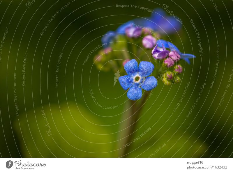 Vergißmeinnicht Umwelt Natur Pflanze Frühling Sommer Schönes Wetter Blüte Wildpflanze Garten Park Wiese Wald Duft einfach Freundlichkeit schön klein natürlich