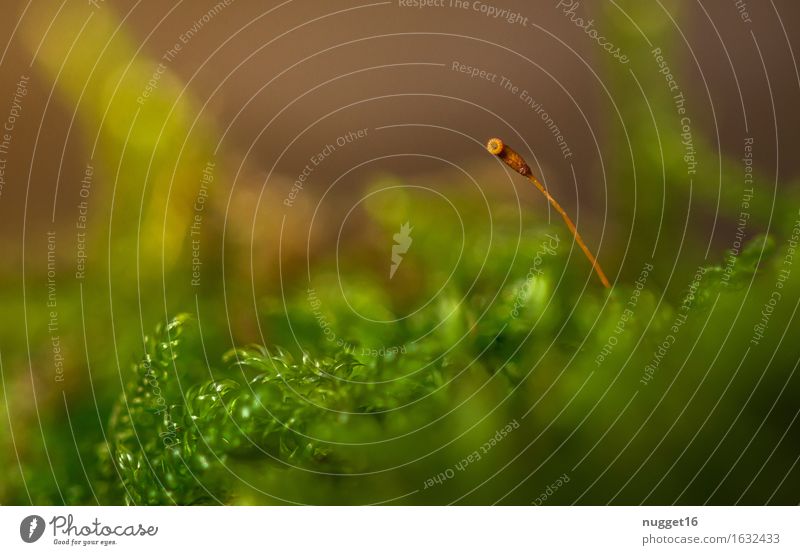 allein und verlassen Umwelt Natur Pflanze Erde Frühling Sommer Herbst Schönes Wetter Moos Park Wiese Wald leuchten verblüht ästhetisch einfach Freundlichkeit