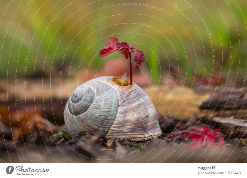 die Kraft der Natur Umwelt Pflanze Tier Erde Wildpflanze Park Wiese Feld Wald Schnecke 1 Wachstum ästhetisch außergewöhnlich frech nah natürlich grün orange rot