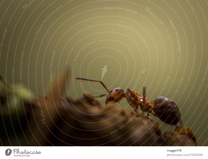 nützliche Winzlinge Umwelt Natur Tier Erde Frühling Sommer Herbst Park Wald Wildtier Ameise 1 Bewegung braun grün Willensstärke friedlich ruhig Entschlossenheit