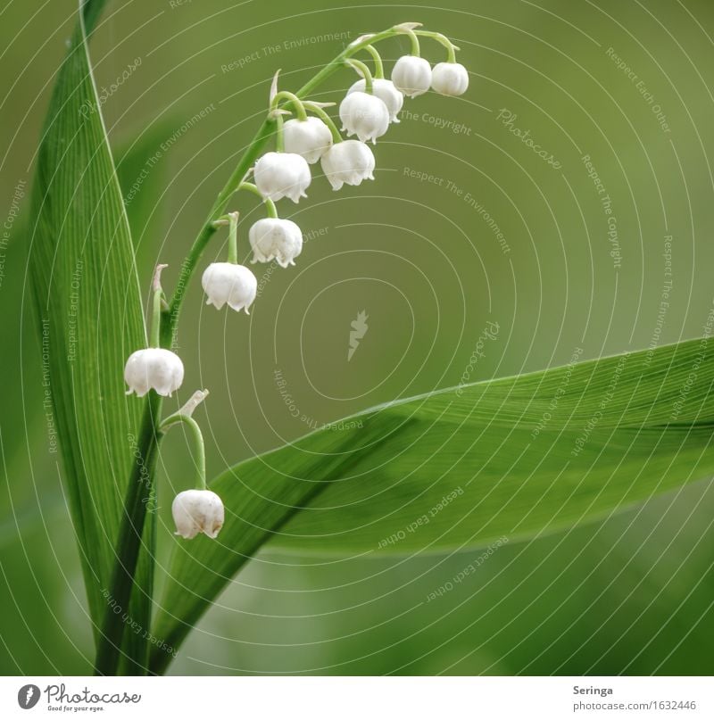 Maiglöckchen ( Convallaria majalis ) Natur Pflanze Tier Frühling Wildpflanze Park Wald Blühend Duft Gift Farbfoto mehrfarbig Außenaufnahme Nahaufnahme