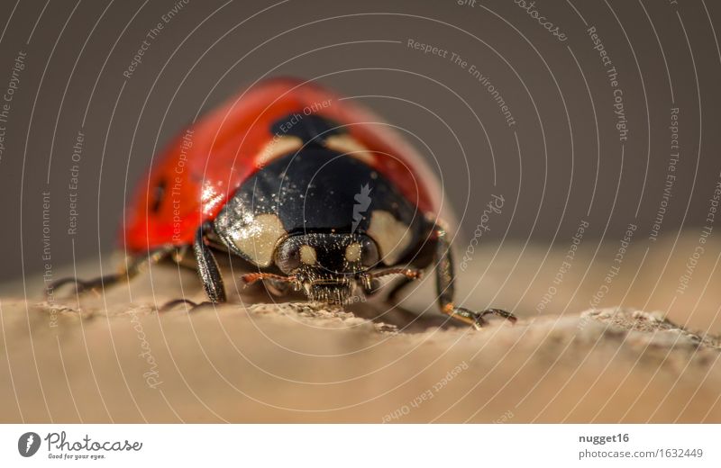 kleine Monster Natur Tier Garten Wildtier Käfer Marienkäfer 1 krabbeln sitzen stehen braun rot schwarz Frühlingsgefühle Tierliebe friedlich ruhig Gelassenheit