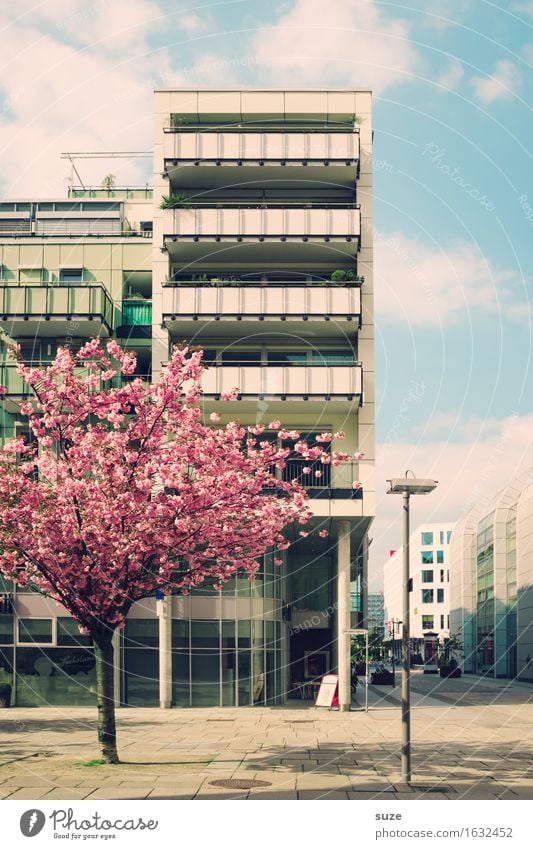 Stadtblüher Häusliches Leben Wohnung Haus Umwelt Frühling Baum Blüte Stadtzentrum Gebäude Architektur Fassade Balkon Blühend retro rosa Duft Kultur Nostalgie