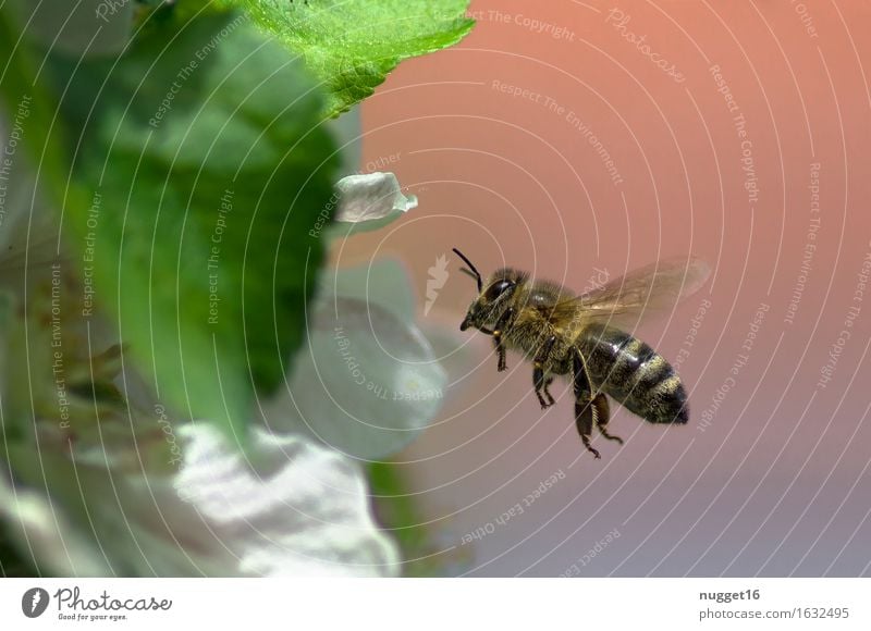 Was wären wir ohne sie? Umwelt Natur Tier Pflanze Baum Blüte Nutzpflanze Garten Park Nutztier Wildtier Flügel Biene 1 Blühend Duft fliegen nah natürlich braun