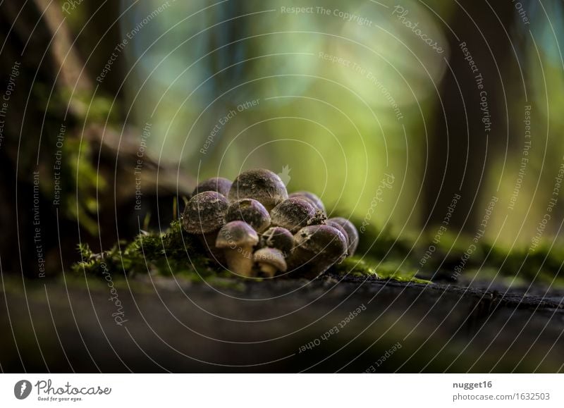 Herbststimmung Pilz Umwelt Natur Pflanze Erde Schönes Wetter Wald ästhetisch nah braun grün ruhig Farbfoto Außenaufnahme Nahaufnahme Menschenleer