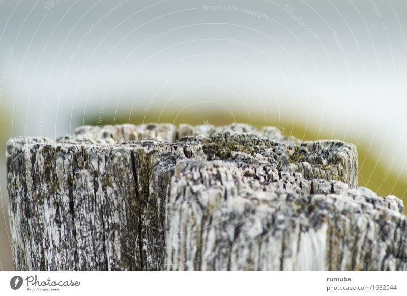 Holzpfahl Skulptur Natur Nordsee Ostsee alt stark standhaft Ferien & Urlaub & Reisen verfallen Pfosten grau Detailaufnahme Farbfoto Gedeckte Farben