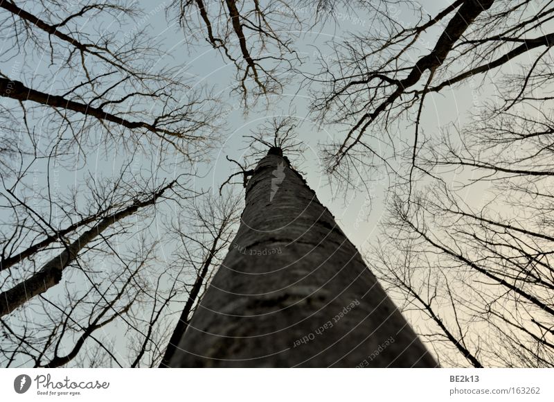 UpTheTree Baum Himmel Baumrinde Wald blau grau Abenddämmerung Ast