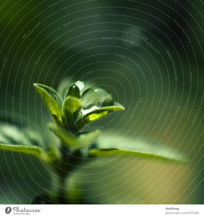 Oregano mit großem Wassertropfen - Makroaufnahme Farbfoto Außenaufnahme Nahaufnahme Detailaufnahme Menschenleer Textfreiraum rechts Textfreiraum oben Tag