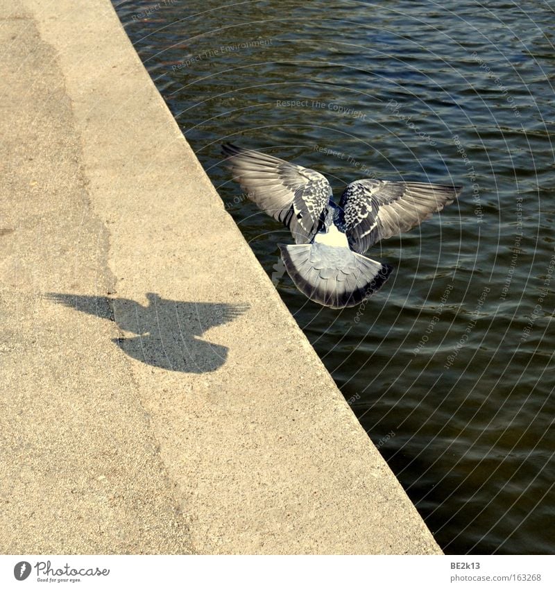 Abgehoben Taube grau Vogel leicht schön Wasser nass blau tief Küste Sand lang Seeufer steinig bewachsen Flussufer Schatten Feder fliegen Luftverkehr Wellen Ecke