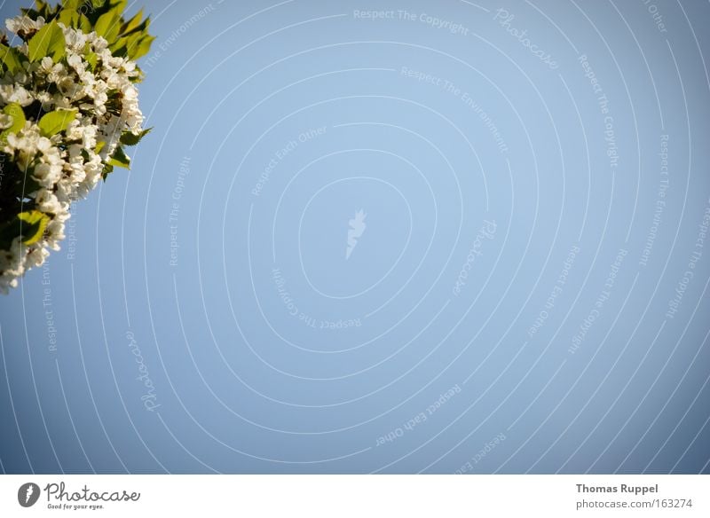 Blütenast Farbfoto Außenaufnahme Menschenleer Textfreiraum rechts Tag Froschperspektive Natur Pflanze Himmel Wolkenloser Himmel Frühling Schönes Wetter Baum