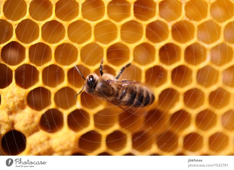 Bauabnahme Lebensmittel Ernährung Umwelt Natur Schönes Wetter Tier Nutztier Honigbiene 1 Schwarm Tierjunges heiß trendy einzigartig Wachs Bienenwaben Gelege Ei