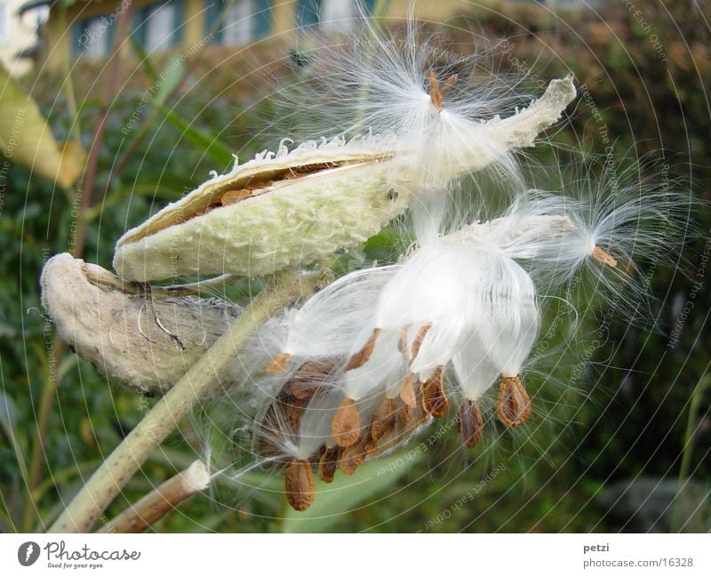 Zum Abflug bereit Herbst Strelizie geplatzt Samenhülsen