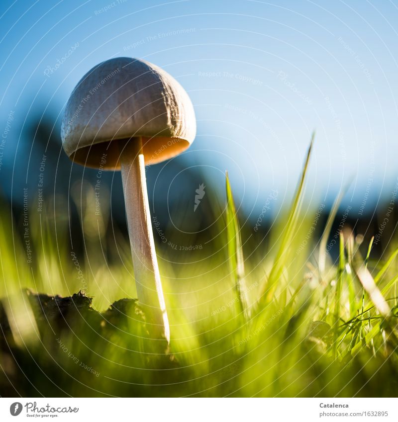 Pilz im Abendlicht II Umwelt Natur Pflanze Himmel Herbst Gras Wiese leuchten verblüht dehydrieren Wachstum ästhetisch glänzend schön weich blau braun gold grün