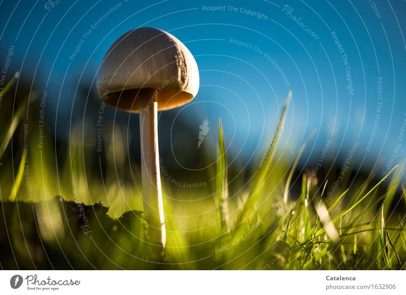 Pilz Im Abendlicht Umwelt Natur Pflanze Himmel Herbst Schönes Wetter Gras Wiese leuchten verblüht dehydrieren Wachstum ästhetisch glänzend schön weich blau