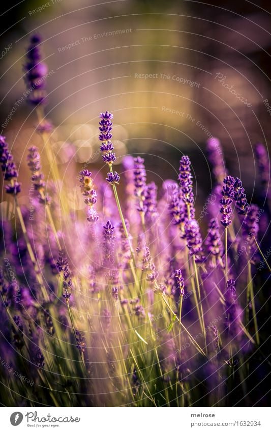 Licht-LAVENDEL Kräuter & Gewürze elegant Stil Natur Pflanze Erde Frühling Schönes Wetter Sträucher Blüte Wildpflanze Lavendel Blütenstiel Blütenpflanze Garten