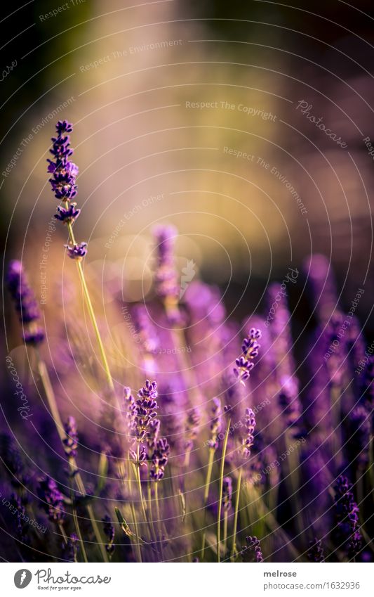 Licht-LAVENDEL II Kräuter & Gewürze elegant Stil Natur Pflanze Erde Frühling Schönes Wetter Blume Sträucher Blüte Wildpflanze Lavendel Lavendelduft Blütenstiel