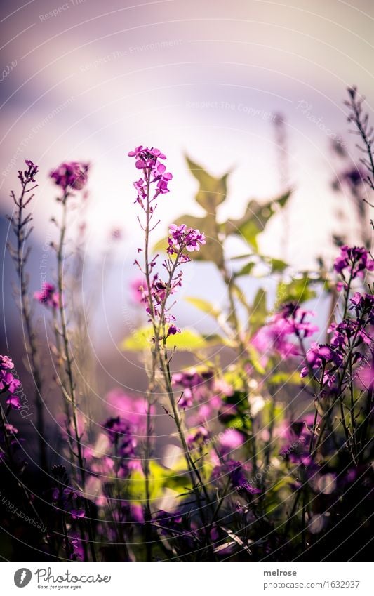 auf Augenhöhe elegant Stil Natur Pflanze Sonne Sommer Schönes Wetter Blume Gras Sträucher Blatt Blüte Grünpflanze Wildpflanze Blütenpflanze Blütenstauden