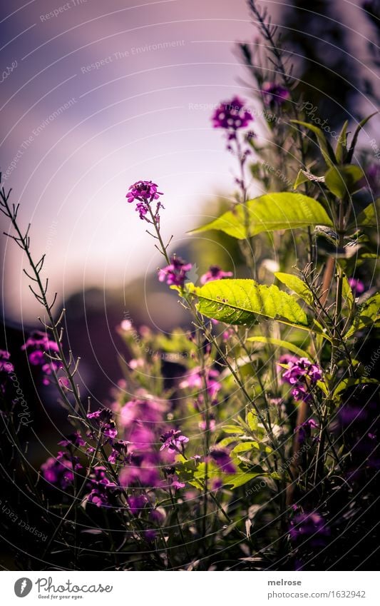 Abendlicht elegant Stil Natur Sommer Schönes Wetter Pflanze Blume Gras Sträucher Blatt Blüte Grünpflanze Wildpflanze Blütenknospen Blütenstiel Blütenstauden