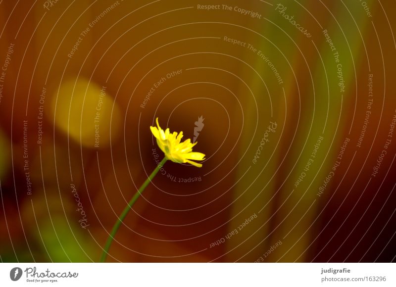 Wiese Blume Natur Frühling grün Wachstum Umwelt Pflanze klein zart Einsamkeit Farbe