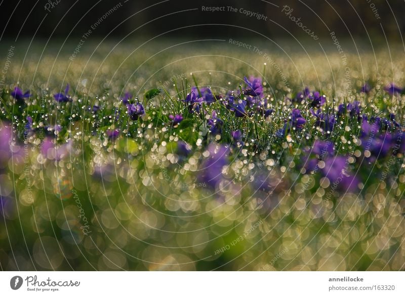 Veilchen im Morgentau Veilchengewächse Duftveilchen Wiese Rasen Gras Wassertropfen Tropfen nass frisch Regen Pflanze Blüte zart Gegenlicht Frühling