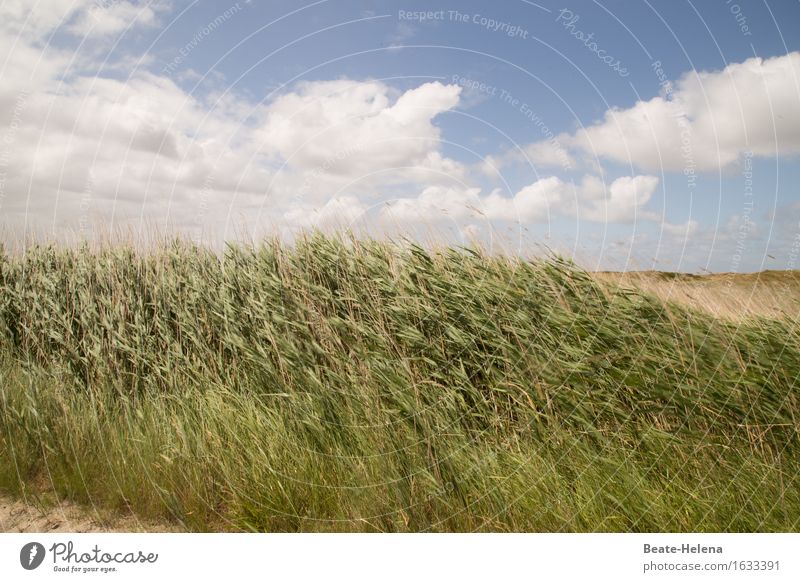 Heiter bis wolkig Ferien & Urlaub & Reisen Sommer wandern Umwelt Natur Landschaft Wolken Wetter Wind Pflanze Sträucher Küste Spiekeroog Wege & Pfade Bewegung