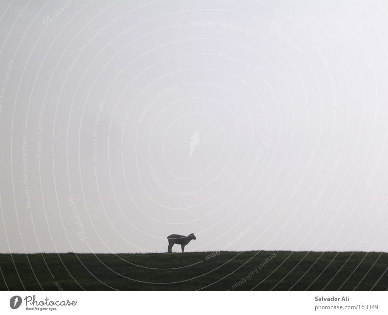 Bock auf Schaf Einsamkeit Deich Nordsee Nordseeküste Lamm Meer Frühling Wolle Osterlamm warten weich Husum Strand Küste blöken