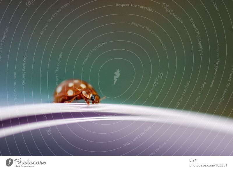 Lesezeichen Käfer Marienkäfer Insekt Buch Buchseite klein niedlich orange rot Detailaufnahme krabbeln Brennpunkt Anomalie Linie Punkt Bildung Makroaufnahme