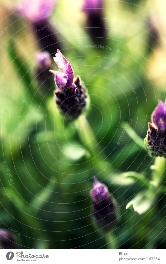 200 mal Sternchen und Blümchen Makroaufnahme Erholung Duft Natur Pflanze Frühling Blume Blüte Nutzpflanze Topfpflanze Wiese Blühend grün Lavendel Heilpflanzen