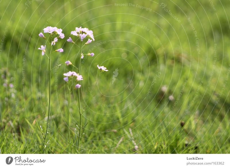 Familienausflug ins Grüne Blume Wiese grün rosa zart Frühling frisch Schönes Wetter Sommer Blüte Gras Wiesen-Schaumkraut Pflanze Natur Unschärfe