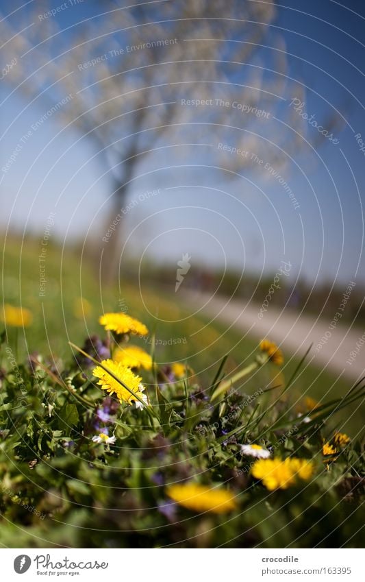 Löwenzahn Blume Frühling schön Blühend Apfelbaum Unschärfe Blüte gelb Wiese Pollen Baum Wege & Pfade Straße Makroaufnahme Nahaufnahme