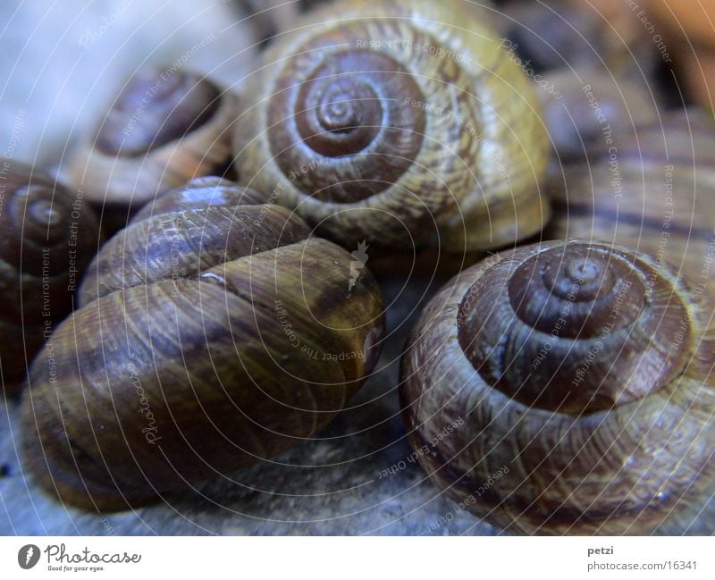 Häuser-Schnecken mehrere gedreht Spirale braun Schencken Hütte viele Stein Furche Makroaufnahme Unschärfe