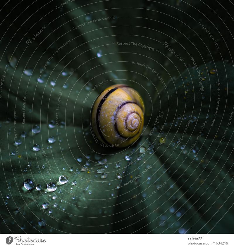 Tropfen Natur Pflanze Wasser Wassertropfen Frühling Sommer schlechtes Wetter Regen Blatt Frauenmantel Wildtier Schnecke Schneckenhaus 1 Tier frisch klein listig