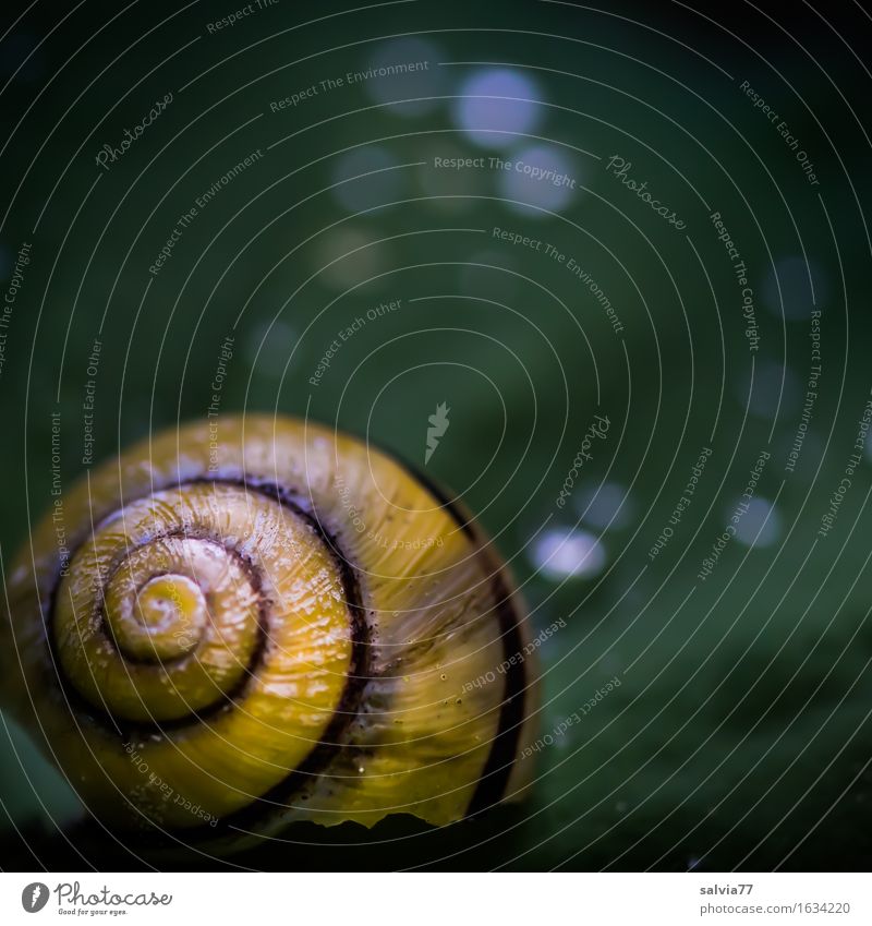 Lackschaden Natur Pflanze Tier Wasser Wassertropfen Frühling Sommer Blatt Garten Schnecke Schneckenhaus 1 glänzend rund gelb grün Einsamkeit Design einzigartig