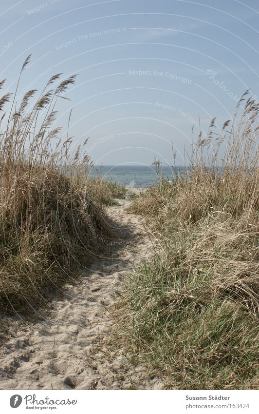 Tag am Meer See Wasser Rauschen nass Wind Farn Sand Fuß Zufriedenheit träumen Segel Strand Einsamkeit gehen Wege & Pfade Glück Horizont Ziel Stranddüne Düne