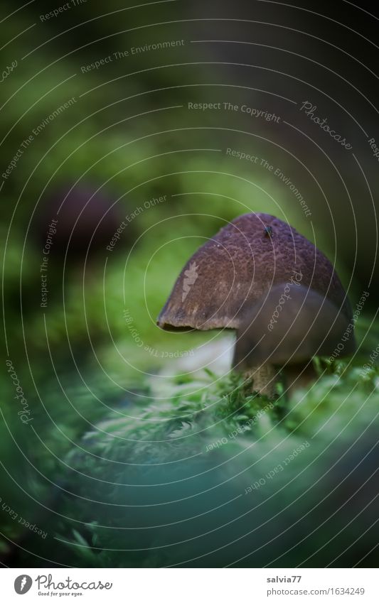 Pilzsaison ist eröffnet Umwelt Natur Pflanze Erde Sommer Herbst Moos Wald braun grün Pilzhut Waldboden sprießen Farbfoto Gedeckte Farben Außenaufnahme