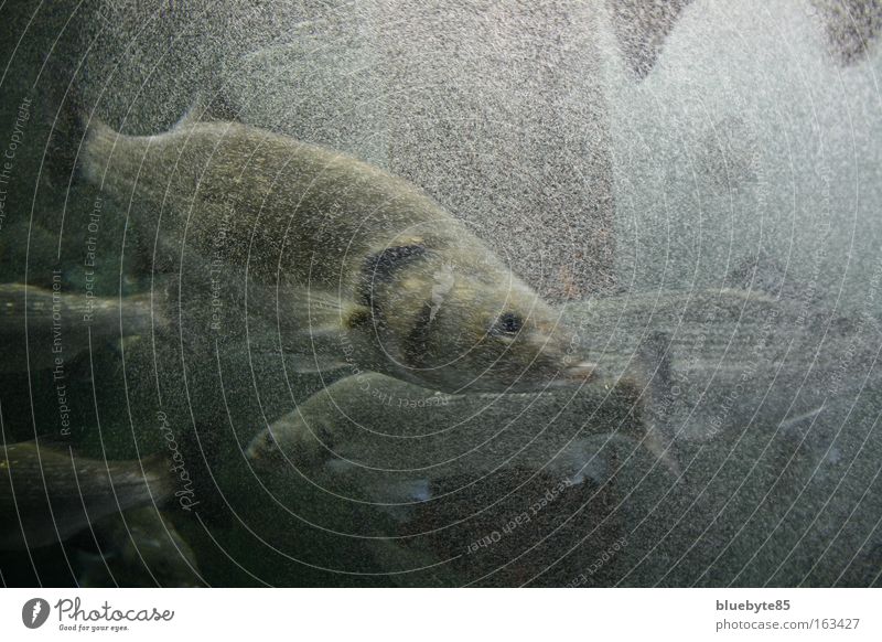 fisch chaos Angeln Meer Tier Urelemente Wasser Wellen Wildtier Fisch Tiergesicht Schuppen Aquarium Tiergruppe Schwarm tauchen dunkel authentisch Flüssigkeit