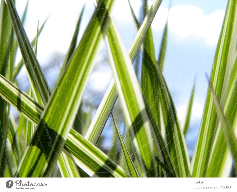 Streifengras Gras Linie dunkel grün weiß Steifen hell Himmel Unschärfe