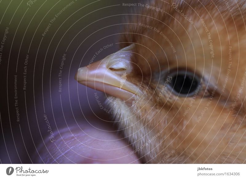 Eintagsküken Lebensmittel Fleisch Ernährung Umwelt Natur Tier Haustier Nutztier Vogel Tiergesicht Flügel Haushuhn Hahn 1 Tierjunges ästhetisch authentisch