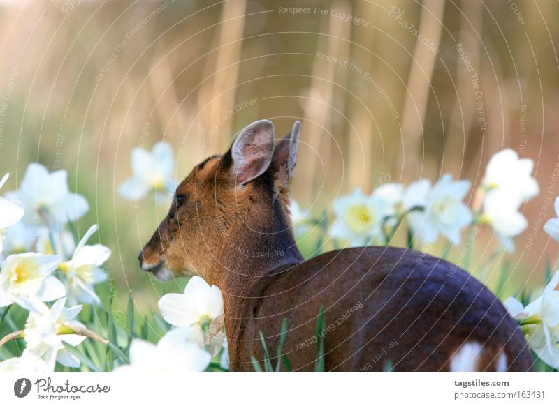 MUNTIACUS REEVESI REEVESI China Chinese Asien Hirsche hart Freiheit Reh Säugetier Frieden Muntjak muntjac Zwerghirsch deer stag muntiacus reevesi Bambi