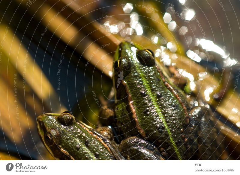 Streit? Erholung Sonne Freundschaft Natur Tier Frühling Teich Wildtier Frosch 2 Tierpaar glänzend Zusammensein Wut Ärger Meinung grün Wegsehen auseinandergehen