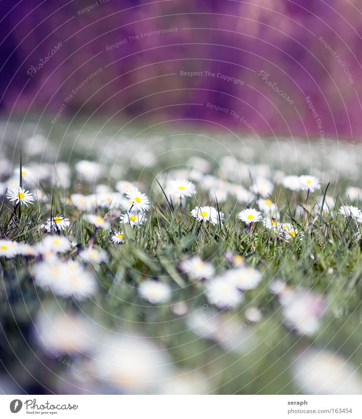 Blumenland Gras Blüte Blühend Blütenpflanze Pflanze Halm Botanik Gänseblümchen Gefühle Blumenwiese summer grass blooms flowering bloom blossom pflanzlich