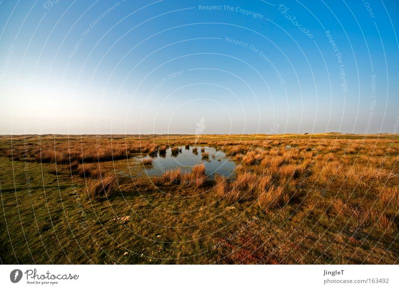 dies hier wird eines tages alles dir gehören... Steppe Gras Landschaft Ferne Wasser Unendlichkeit Himmel Sehnsucht braun blau grün Ameland Insel Erholung schön