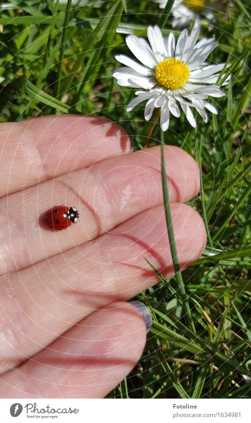 Ab in die Freiheit! Mensch Hand Finger Umwelt Natur Pflanze Tier Blume Gras Blüte Garten Park Wiese Käfer 1 frei natürlich gelb grün rot weiß Marienkäfer