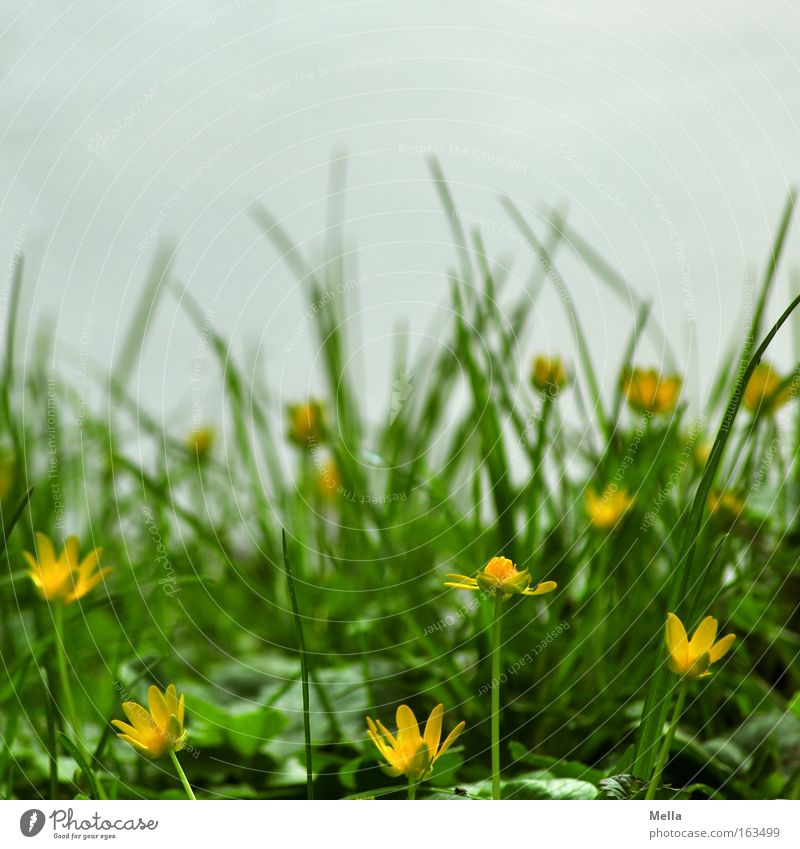 ggg - grün gelb (hell)grau Blume Blüte Gras Wiese Froschperspektive Frühling Blühend Küste Böschung